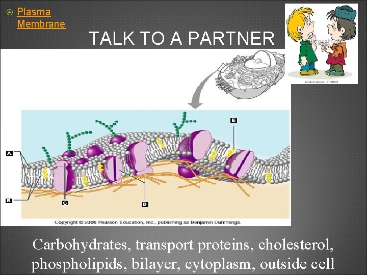  Plasma Membrane TALK TO A PARTNER Carbohydrates, transport proteins, cholesterol, phospholipids, bilayer, cytoplasm,