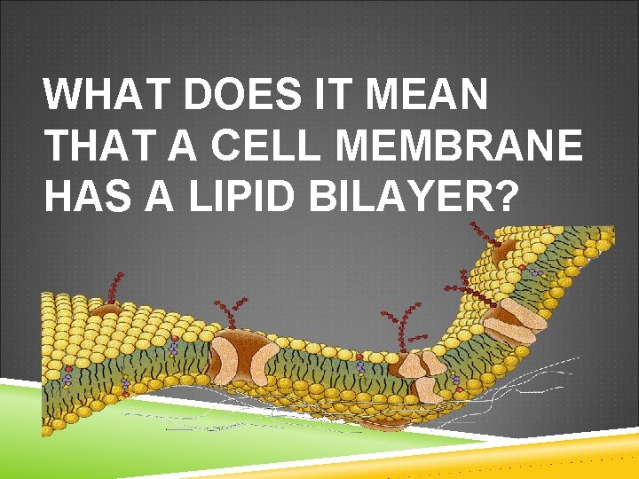 WHAT DOES IT MEAN THAT A CELL MEMBRANE HAS A LIPID BILAYER? 