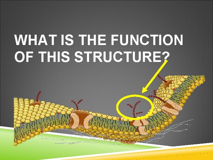 WHAT IS THE FUNCTION OF THIS STRUCTURE? 
