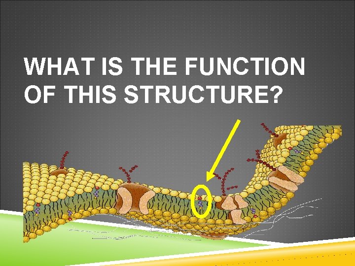 WHAT IS THE FUNCTION OF THIS STRUCTURE? 