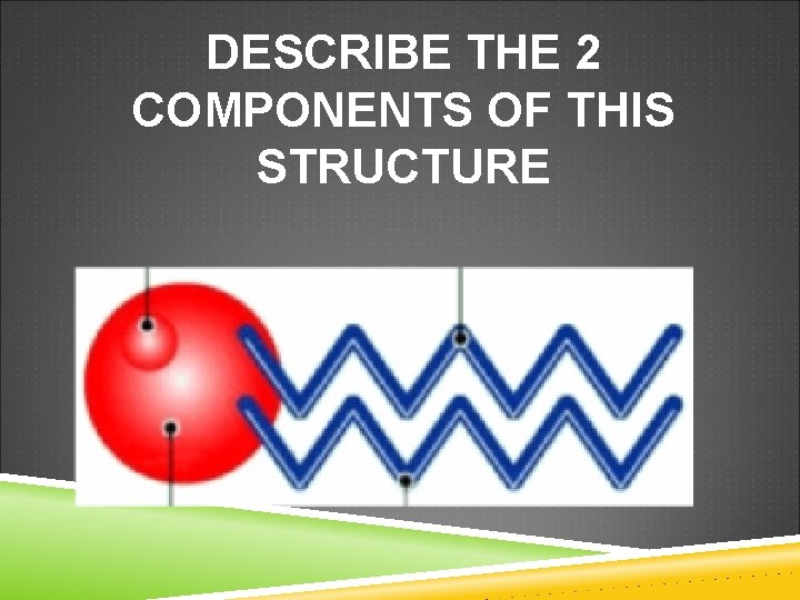 DESCRIBE THE 2 COMPONENTS OF THIS STRUCTURE 