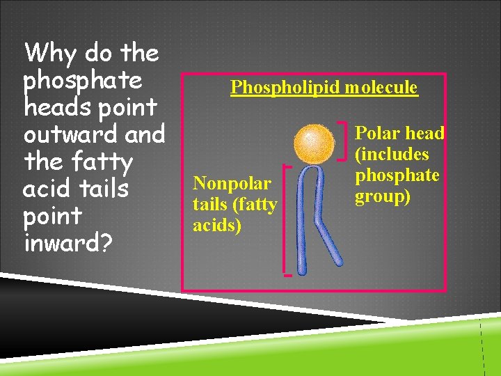 Why do the phosphate heads point outward and the fatty acid tails point inward?