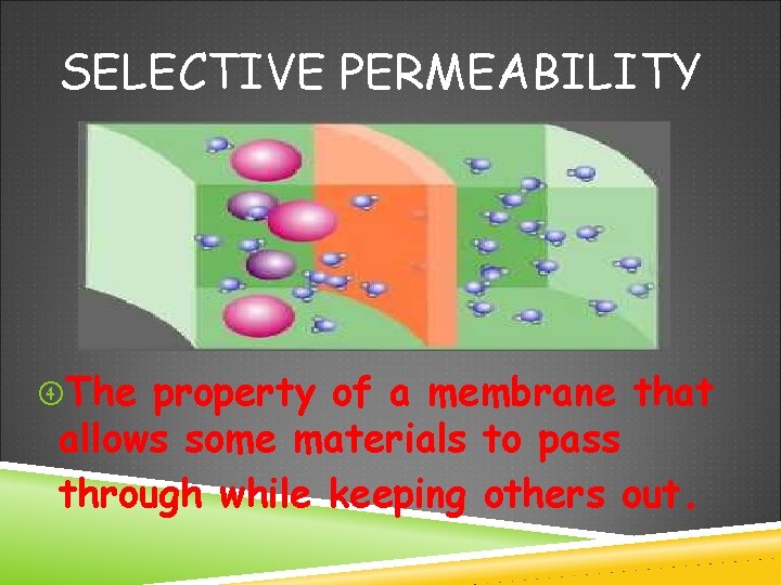 SELECTIVE PERMEABILITY The property of a membrane that allows some materials to pass through