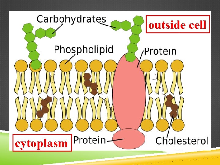 outside cell cytoplasm 