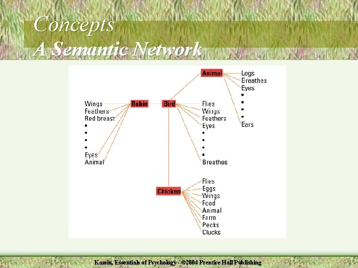 Concepts A Semantic Network Kassin, Essentials of Psychology - © 2004 Prentice Hall Publishing