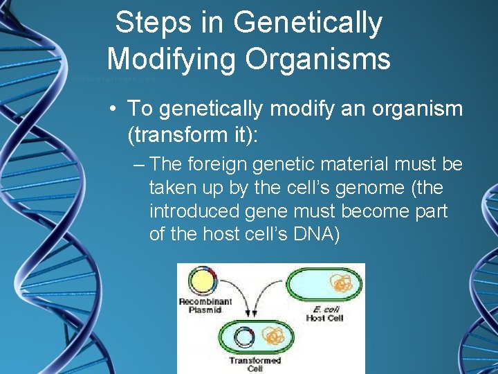 Steps in Genetically Modifying Organisms • To genetically modify an organism (transform it): –