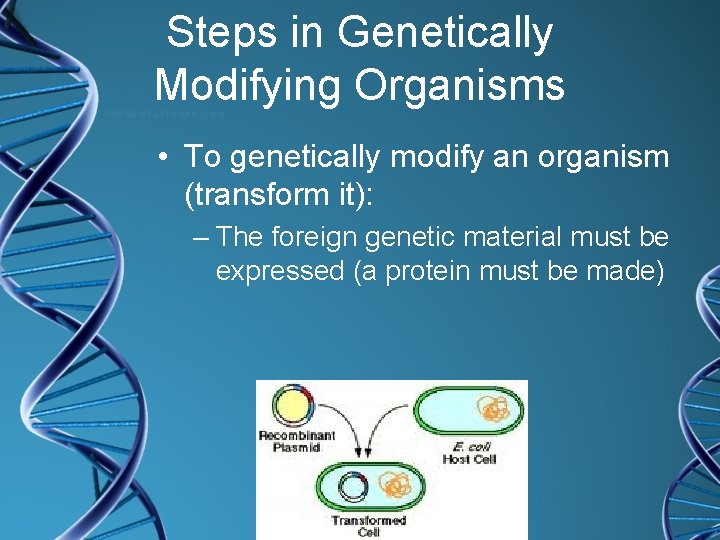 Steps in Genetically Modifying Organisms • To genetically modify an organism (transform it): –