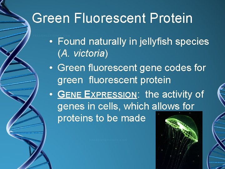 Green Fluorescent Protein • Found naturally in jellyfish species (A. victoria) • Green fluorescent
