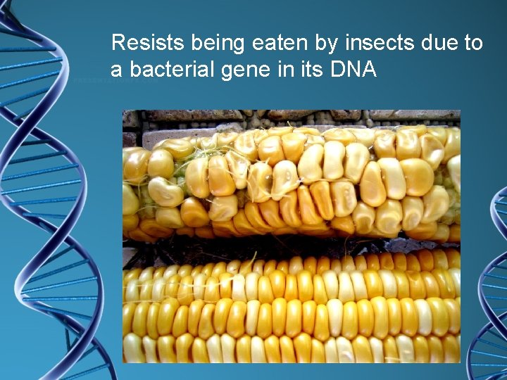 Resists being eaten by insects due to a bacterial gene in its DNA 