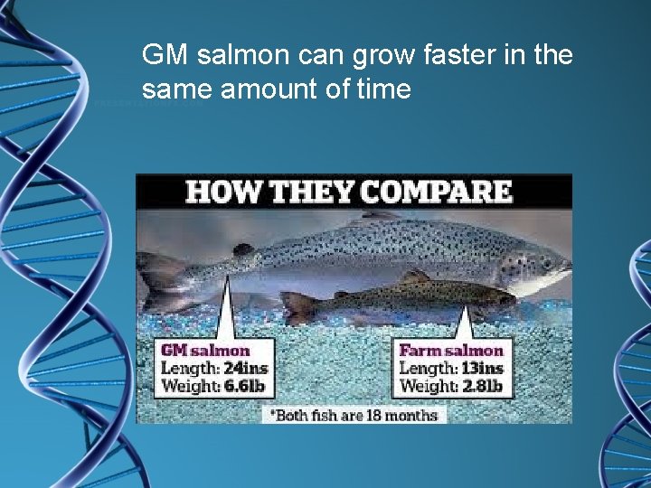 GM salmon can grow faster in the same amount of time 