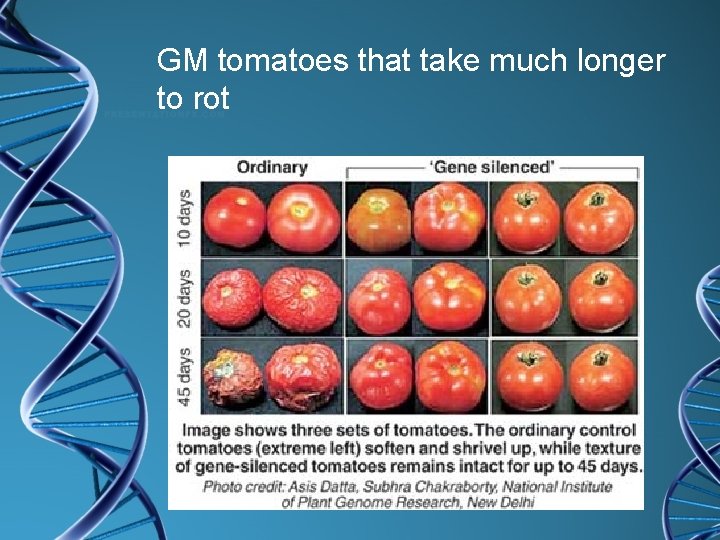 GM tomatoes that take much longer to rot 