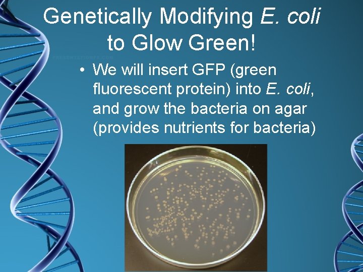 Genetically Modifying E. coli to Glow Green! • We will insert GFP (green fluorescent