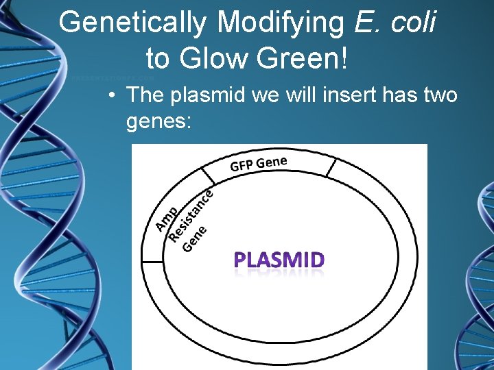 Genetically Modifying E. coli to Glow Green! • The plasmid we will insert has