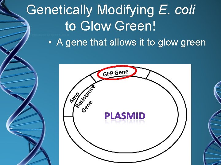 Genetically Modifying E. coli to Glow Green! • A gene that allows it to