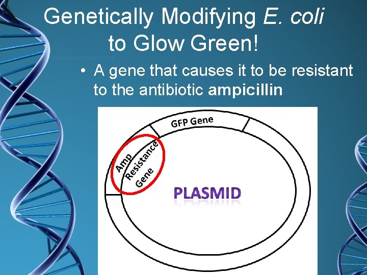Genetically Modifying E. coli to Glow Green! • A gene that causes it to