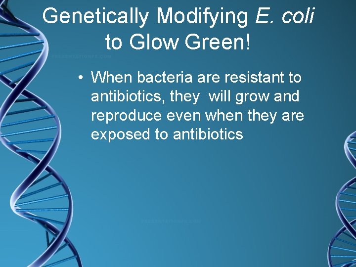 Genetically Modifying E. coli to Glow Green! • When bacteria are resistant to antibiotics,