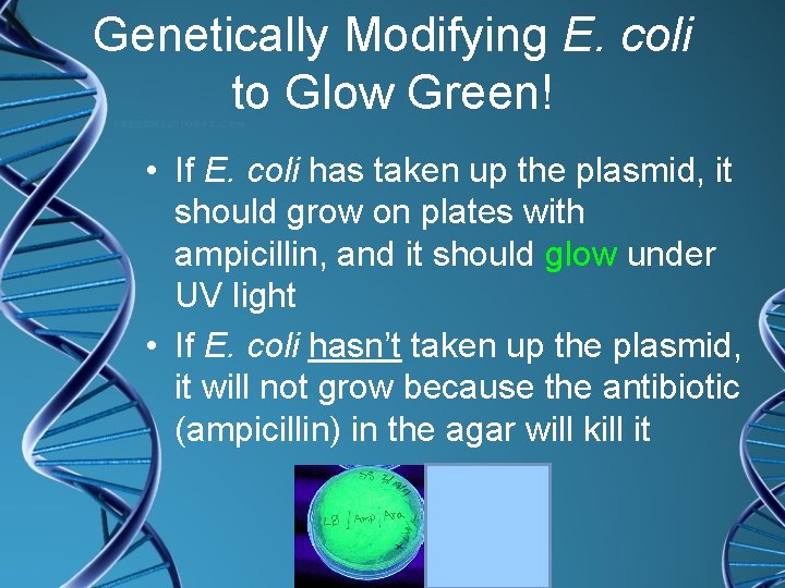 Genetically Modifying E. coli to Glow Green! • If E. coli has taken up