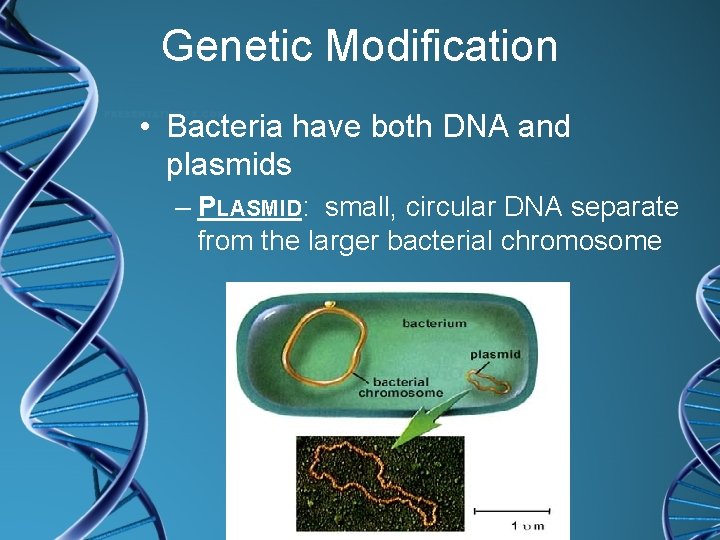 Genetic Modification • Bacteria have both DNA and plasmids – PLASMID: small, circular DNA