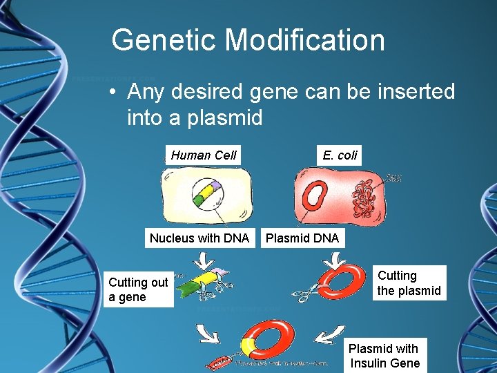 Genetic Modification • Any desired gene can be inserted into a plasmid Human Cell