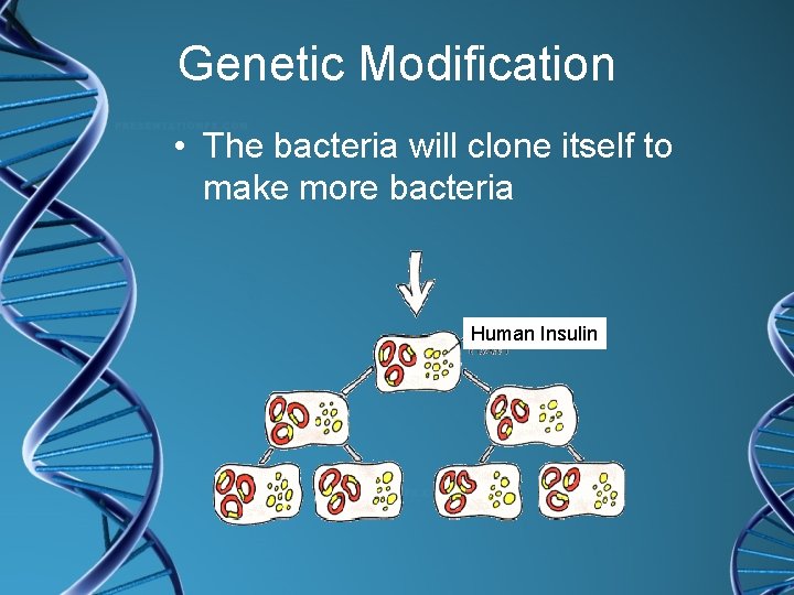 Genetic Modification • The bacteria will clone itself to make more bacteria Human Insulin