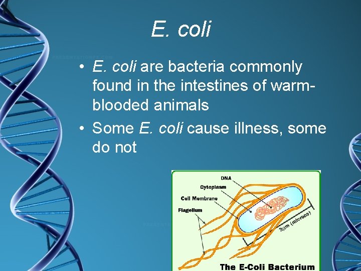 E. coli • E. coli are bacteria commonly found in the intestines of warmblooded