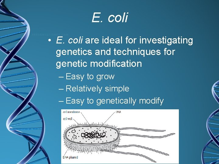 E. coli • E. coli are ideal for investigating genetics and techniques for genetic