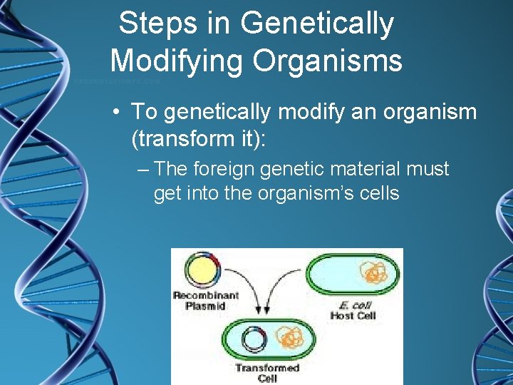 Steps in Genetically Modifying Organisms • To genetically modify an organism (transform it): –