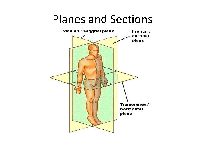 Planes and Sections 