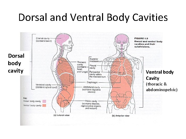 Dorsal and Ventral Body Cavities Dorsal body cavity Ventral body Cavity (thoracic & abdominopelvic)