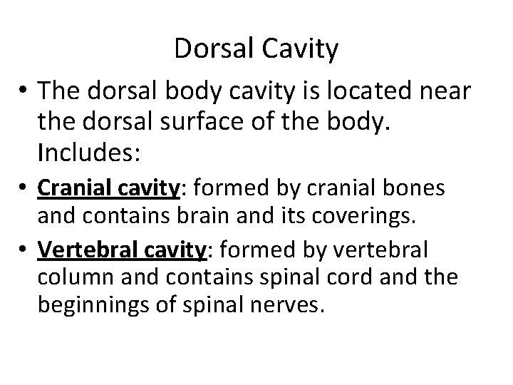 Dorsal Cavity • The dorsal body cavity is located near the dorsal surface of