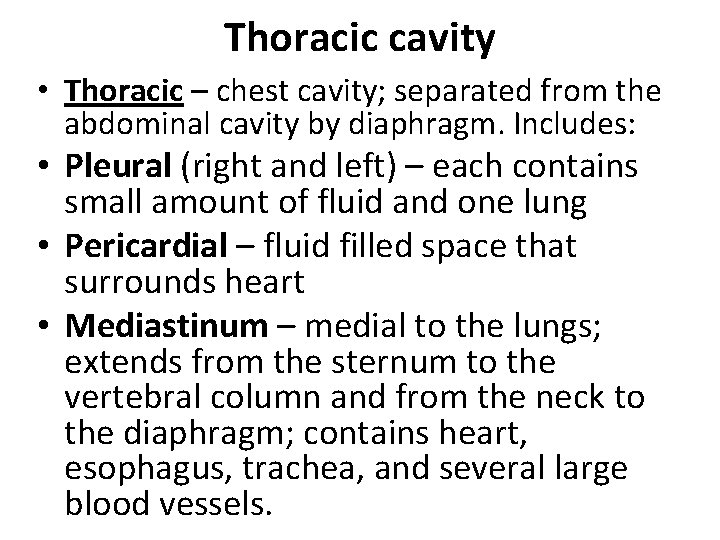Thoracic cavity • Thoracic – chest cavity; separated from the abdominal cavity by diaphragm.