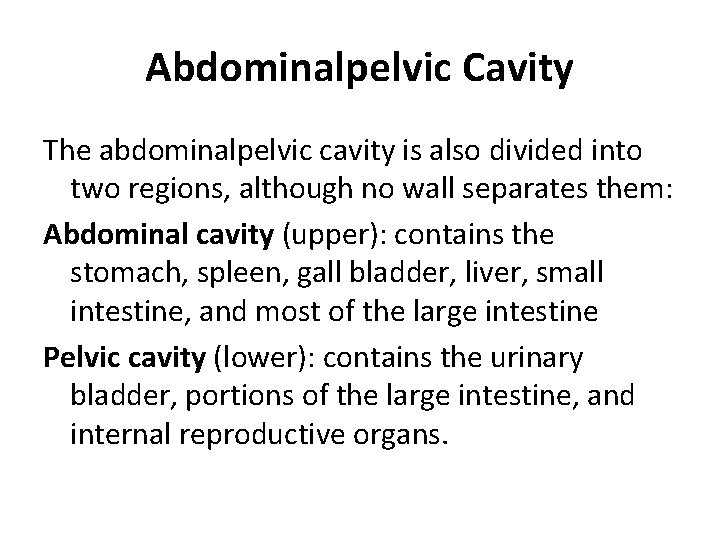 Abdominalpelvic Cavity The abdominalpelvic cavity is also divided into two regions, although no wall