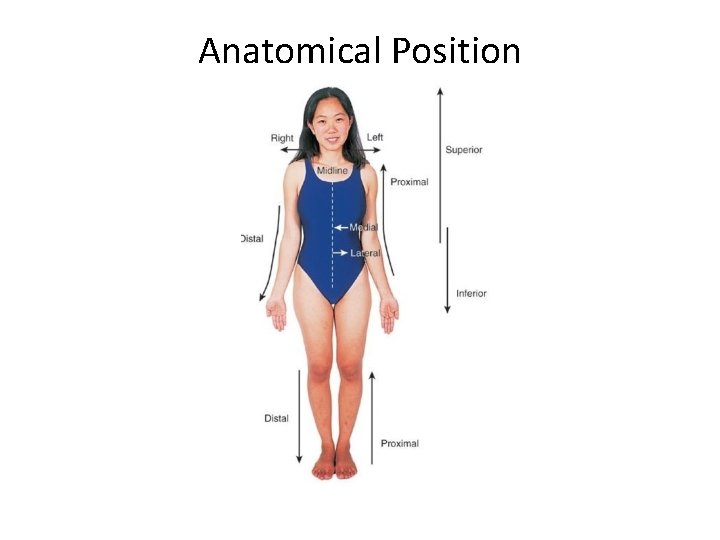 Anatomical Position 