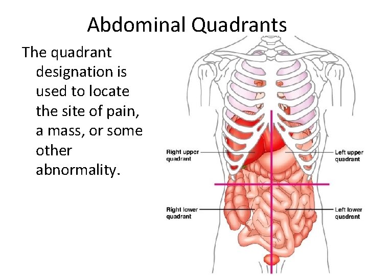 Abdominal Quadrants The quadrant designation is used to locate the site of pain, a