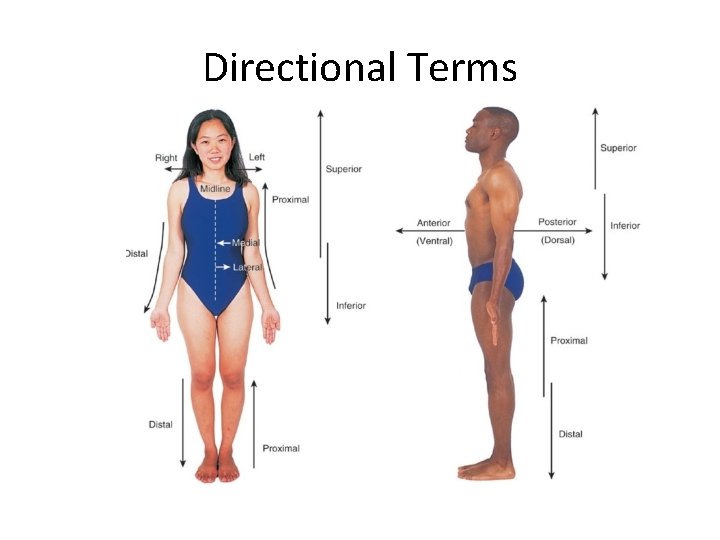 Directional Terms 