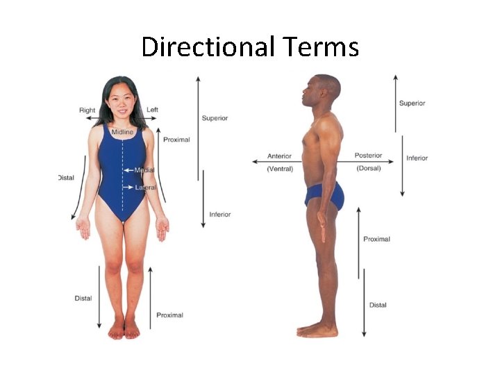 Directional Terms 