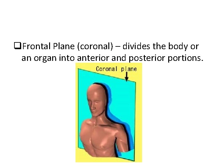 q. Frontal Plane (coronal) – divides the body or an organ into anterior and