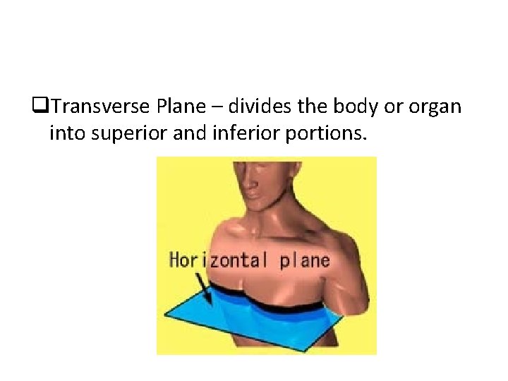 q. Transverse Plane – divides the body or organ into superior and inferior portions.