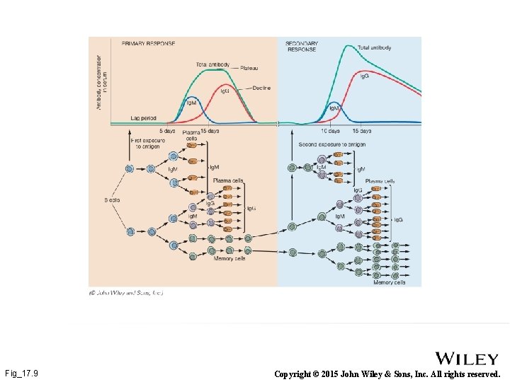 Fig_17. 9 Copyright © 2015 John Wiley & Sons, Inc. All rights reserved. 