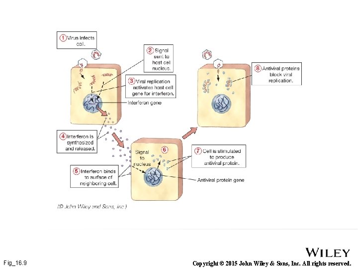 Fig_16. 9 Copyright © 2015 John Wiley & Sons, Inc. All rights reserved. 