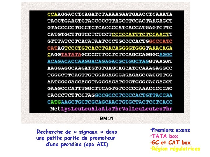 Recherche de « signaux » dans une petite partie du promoteur d’une protéine (apo