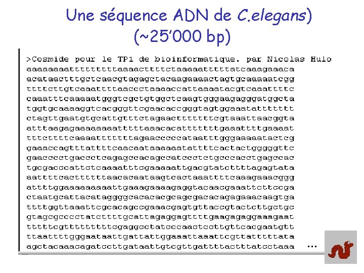 Une séquence ADN de C. elegans) (~25’ 000 bp) … 