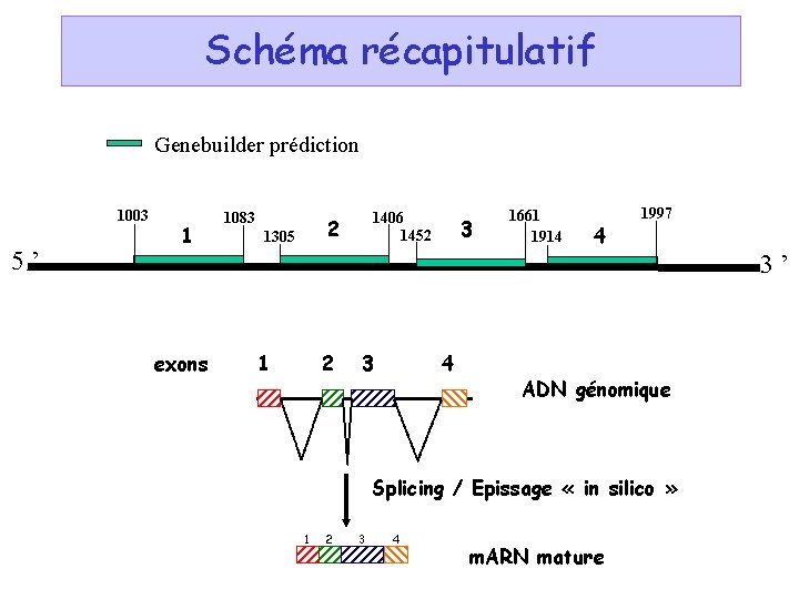 Schéma récapitulatif Genebuilder prédiction 1003 5’ 1 1083 1406 1452 2 1305 3 1661