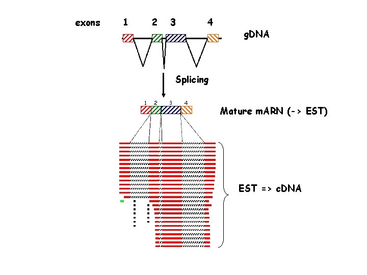 exons 1 2 3 4 g. DNA Splicing 1 2 3 4 Mature m.