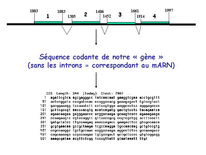 1003 1 1083 1305 2 1406 1452 3 1661 1914 4 1997 Séquence codante