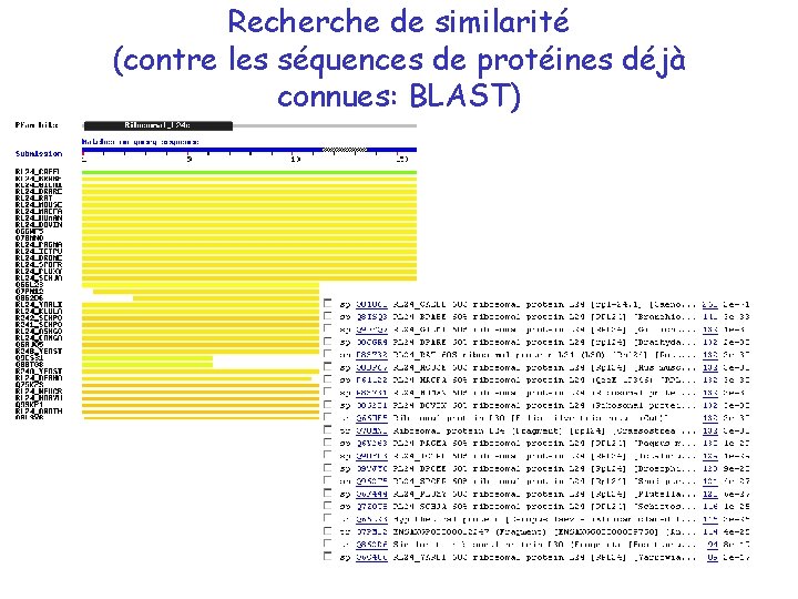 Recherche de similarité (contre les séquences de protéines déjà connues: BLAST) 