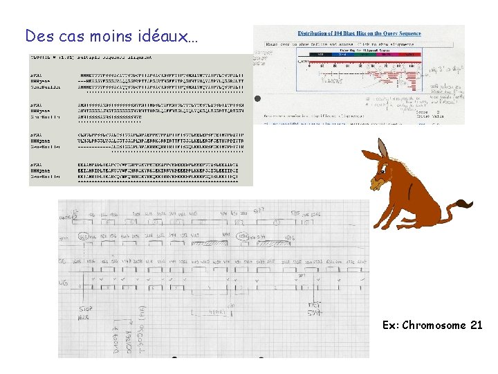 Des cas moins idéaux… Ex: Chromosome 21 