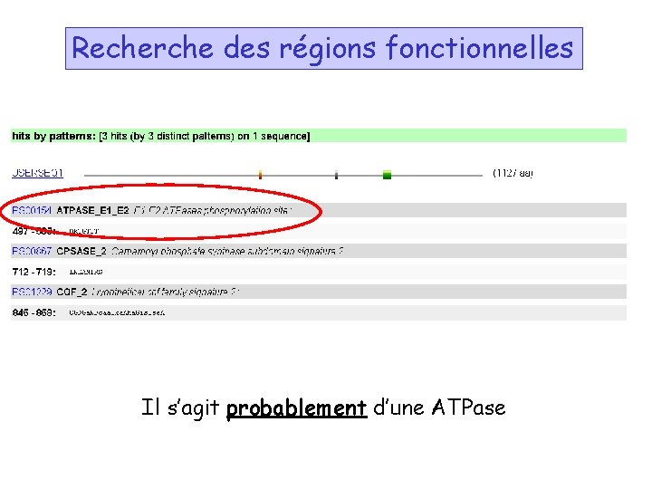 Recherche des régions fonctionnelles Il s’agit probablement d’une ATPase 