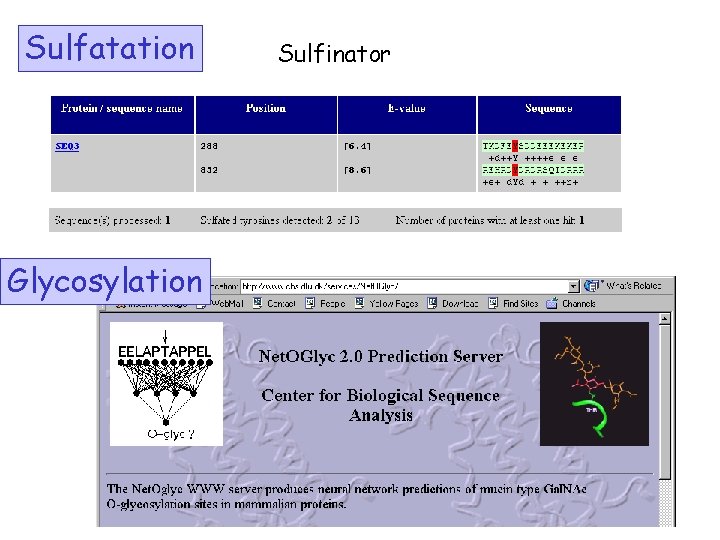 Sulfatation Glycosylation Sulfinator 
