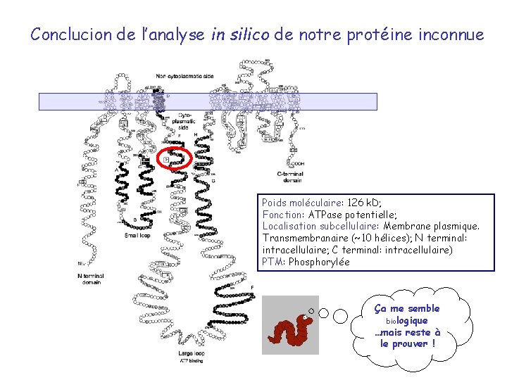 Conclucion de l’analyse in silico de notre protéine inconnue Poids moléculaire: 126 k. D;